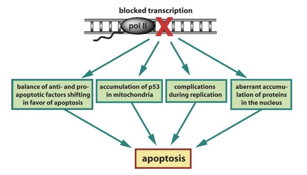 Possible mechanisms by which blockage of transcription induces apoptosis in cells