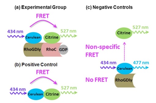 FRET detection of RhoC inhibition