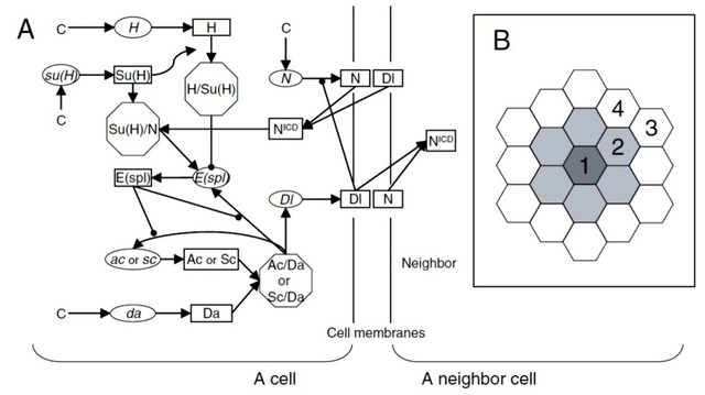 (A) Genetic and biochemical network model and (B) cell arrangement for the sensory organ precursor (SOP) simulation.
